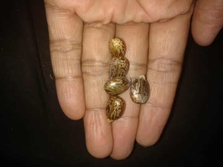 70%20Castor%20oil%20seeds%20100percent%20germinate%20for%20grow%20caster%20plant%20Eranda%20(%20Ricinus%20communis%20),%20oiling%20experimentation%20decoration%20castor%20beans%20garand%20tree%20use%20for%20many%20purpose%20-%20Image%207