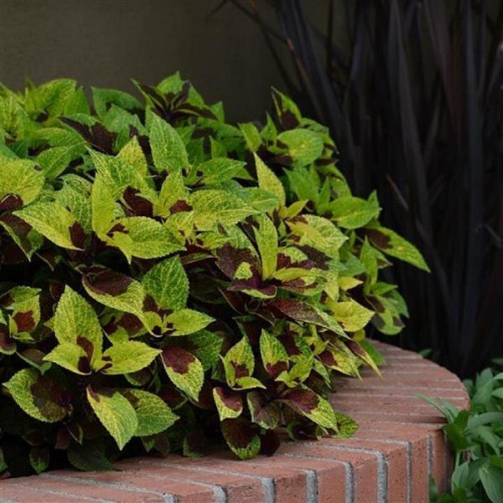 Premium Sun Pineapple Surprise Coleus Seeds