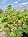 Cotton Seed FH Tri-star, Triple gene, high potential,suitable for tunnel. 