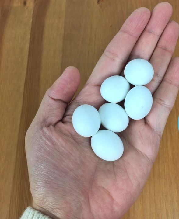 (9 or 18 Pcs) Artificial Plastic Eggs - Dummy eggs of Bird - Bird's Egg Size Plastic Hollow Shell