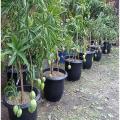 Bonsai Mango Tree Seeds. 