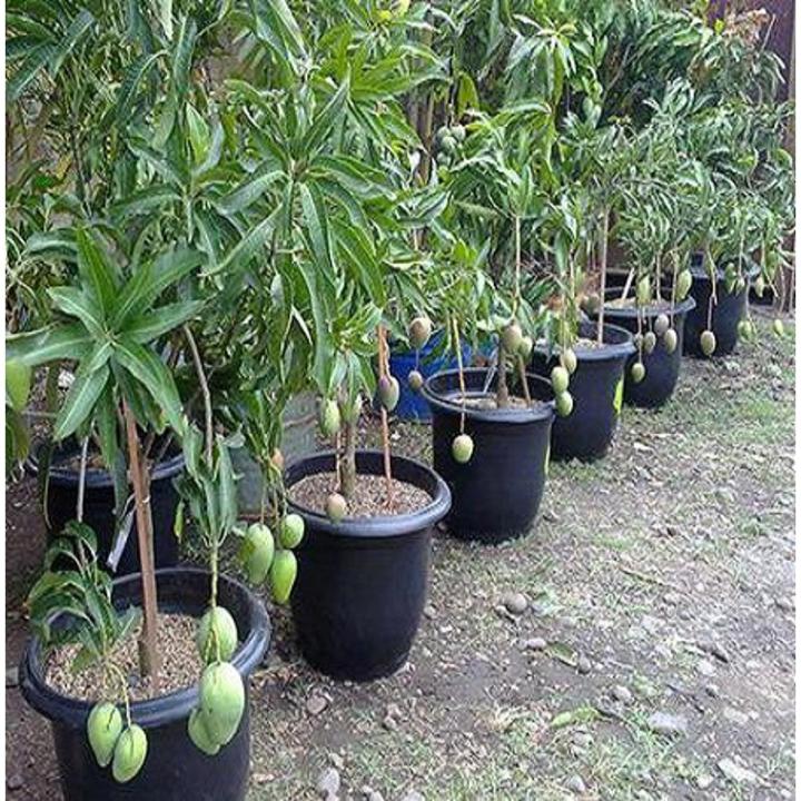 Bonsai Mango Tree Seeds