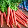 Red Carrot OP Seeds (100 seeds pack). 