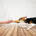 Pet Dog Treat Ball Dog Toy Cotton Rope Chew Toy with Rubber Ball – Molar Toy for Dog Christmas Ball – Cleaning Teeth Toy for Small Medium Puppy Indoor Outdoor. 
