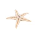 Small Starfish Star Sea Shell Beach Craft 0.4 inch-1.2 inch 180 Pcs. 