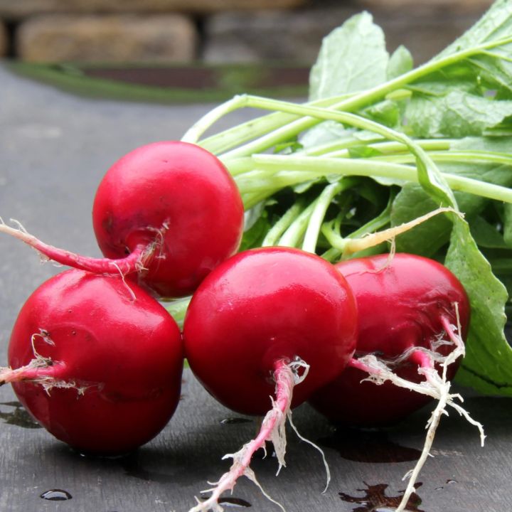 80+ Round Red Radish (Laal Moli) Vegetable seed for kitchen gardening