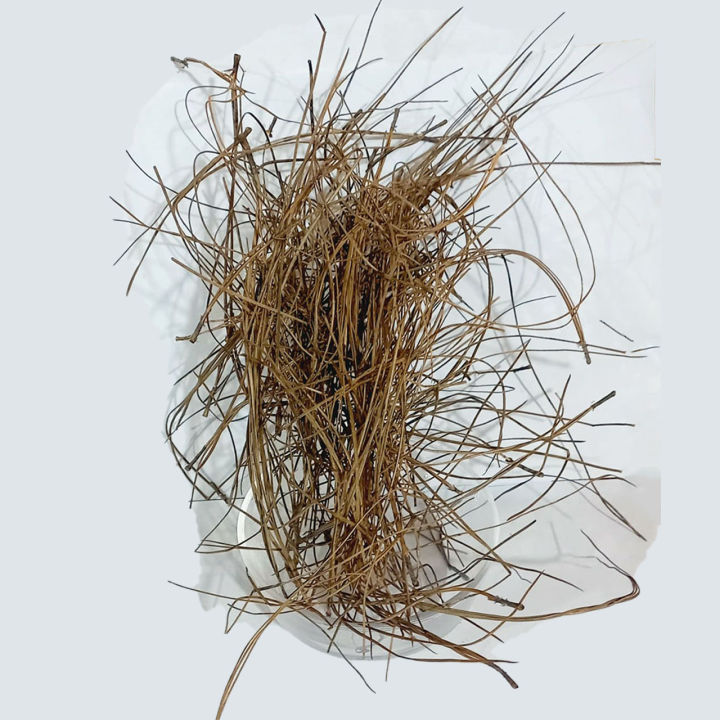 Barg E Sanober 250gm - Chilgoza Pattey Leaves Dry - 100% Original, Pure - Berge Snober 250 grams by Herbisol