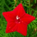 Cypress (Ipomoea quamoclit) Creeper Mix Colour Spring Summer Season Flower Seeds. 