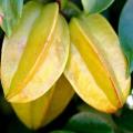 20 Seeds Star Fruit(Averrhoa carambola)Exotic Showy, Edible Very juicy fruits. bell-shaped, purple-red flowers. 