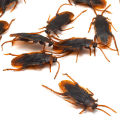 10Pcs/Pake Rubber Cockroach Funny Toy Special Lifelike Model. 