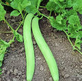Long Melon (Kakri) - 60Plus Seeds By Home Seeds. 