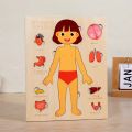 Anatomy Organ Model Multi-Layer Wooden Human Body Puzzle Activities Busy Board Boys Girls Body Structure Puzzle Montessori Early Educational Educational Anatomy Jigsaw Children Kids. 