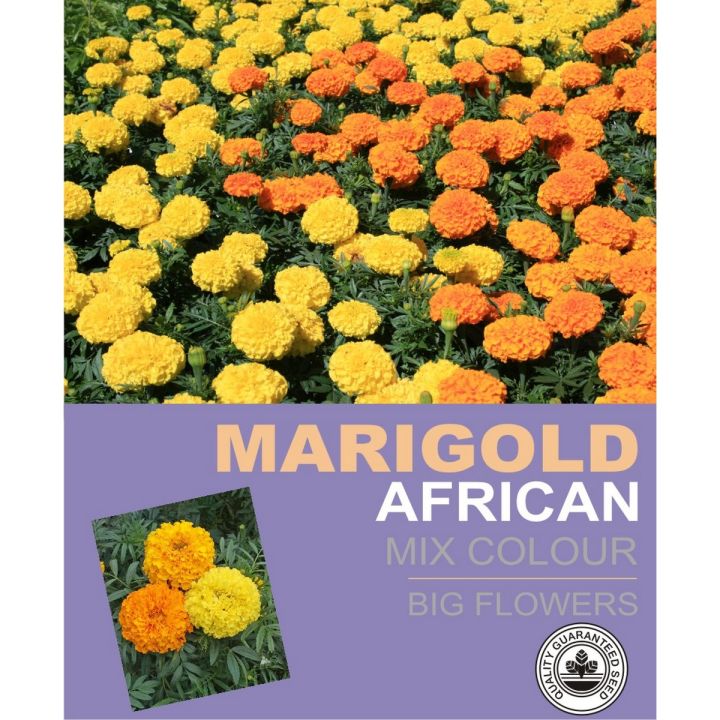 African Marigold Mix Colour Winter Season Flower Seeds