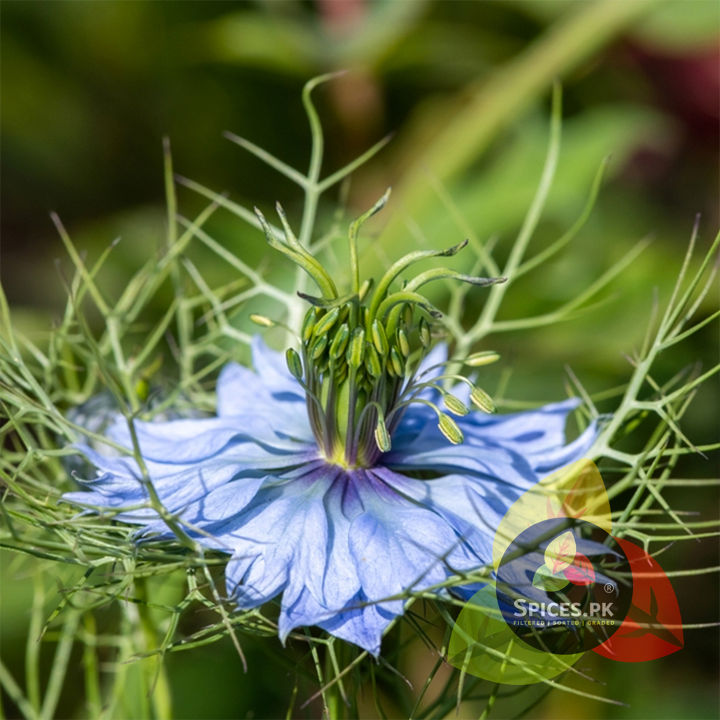 Kalonji%20/%20Black%20seeds%20/%20Nigella%20Seeds%20/%20kalwanji%20Seeds%20/%20Organic%20Kalongi%20Seeds%2070g%20-%20Image%207