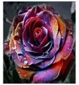 10 to 15 Holland Rare Multi Color Rose Seeds. 