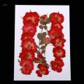 Dried Rose Pressed Flowers Plant for Epoxy Resin Jewelry Making Floral Decor. 