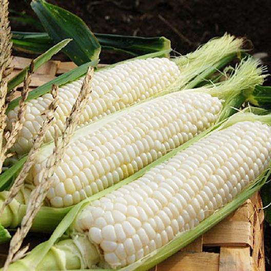 Corn Seeds - Silver Queen15gm