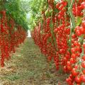 Cherry Tomato Vegetable Seeds 40 Kg Production Per Plant Maximum. 