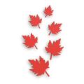 Artificial Autumn Maple Leaves for Wall Decoration. 