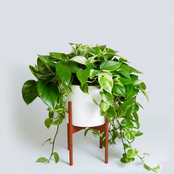 indoor Pothos Plant seeds  10pcs