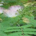Shareen / Albizia / Lebbeck Tree Seeds High Germination Rate. 