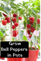 Bell Pepper,Capsicum,Shimla Mirch,Rainbow Blend Sweet Delicious Large Bell Peppers,Imported from CALIFORNIA Big Red Color Horizon Seeds, Heirloom Non-GMO Variety, for Starting Indoors and Outdoor Vegetable Garden by GREEN GOLD 10 Seeds.. 