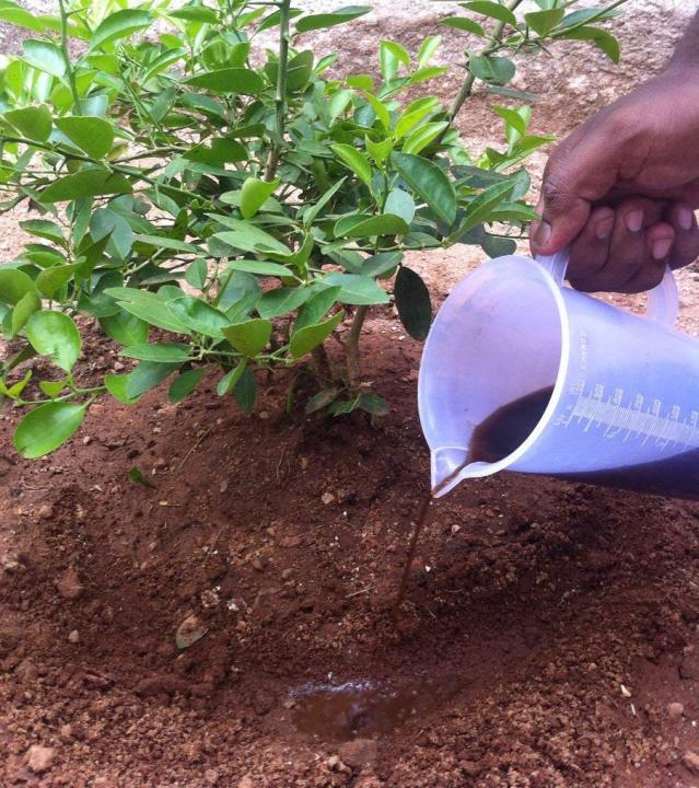 Trichoderma%20250ml%20-%20Bio%20Fungicide%20for%20Garden%20Health,%20Pesticide-Free%20Fungus%20&%20Insecticide%20Solution%20for%20Plants%20-%20Image%205