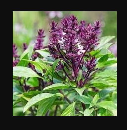 Niazbo / Basil  /  Marwa Garden Plant