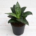 Beautiful Flowering Snake Plant. 