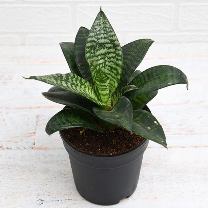 Beautiful Flowering Snake Plant
