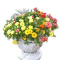 Portulaca Grandiflora formula Mix flower Seeds. 