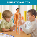 3D Human Body Anatomy Model Plastic DIY Skeleton Science Aids Toys. 