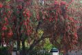 Red Bottlebrush / Bottle Brush / Callistemon Tree Seeds. 
