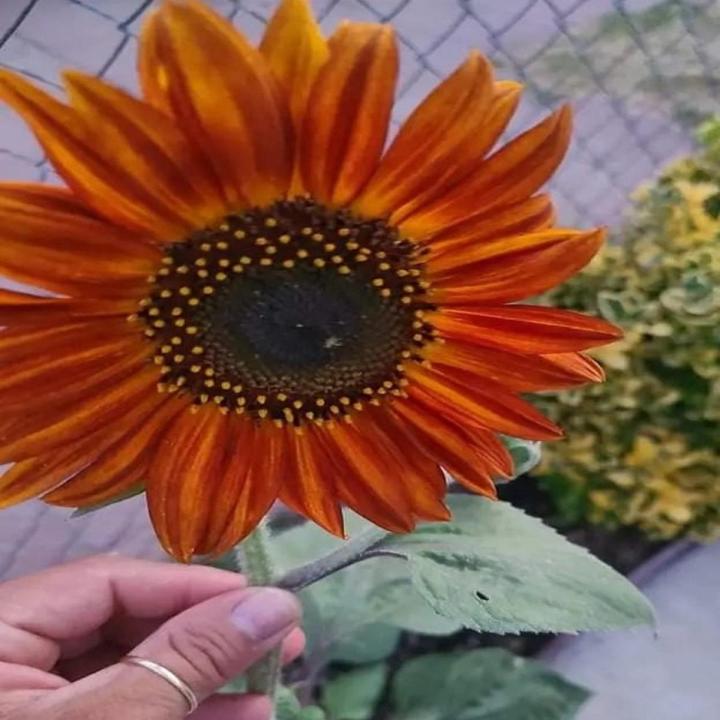 Orange Rose Seeds