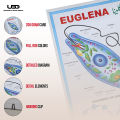 Euglena Wall Poster | Wall Chart For Science Labs Decoration | Unicellular Euglena Structure Presentation on 200 grams Card 20*30 inches. 