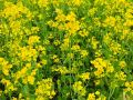 Mustard Seeds (Sarson) 100% Pure Seeds For Kitchen Gardening. 