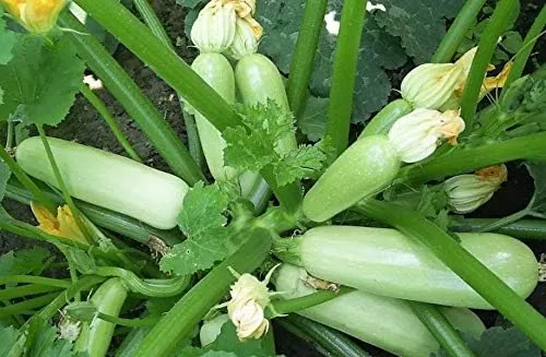 Zucchini%20Bush%20Seeds%20-%20Image%203