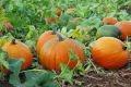 Pumpkin Seeds (Halwa Kaddu) Fresh Seeds - High Germination Rate. 