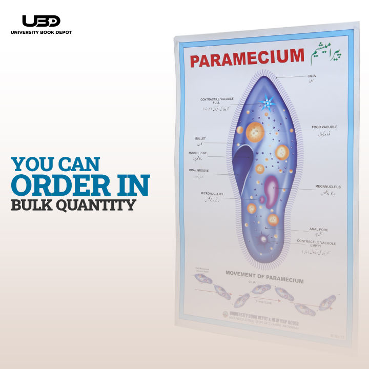 Paramecium%20Wall%20Poster%20%7C%20Wall%20Chart%20For%20Science%20Labs%20Decoration%20%7C%20Paramecium%20Structure%20Presentation%20on%20200%20grams%20Laminated%20Card%2020*30%20inches%20-%20Image%208