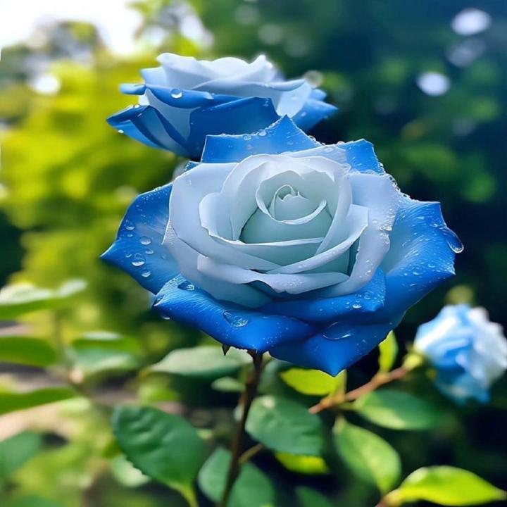 Gray Blue Rose Seeds | Daraz.pk