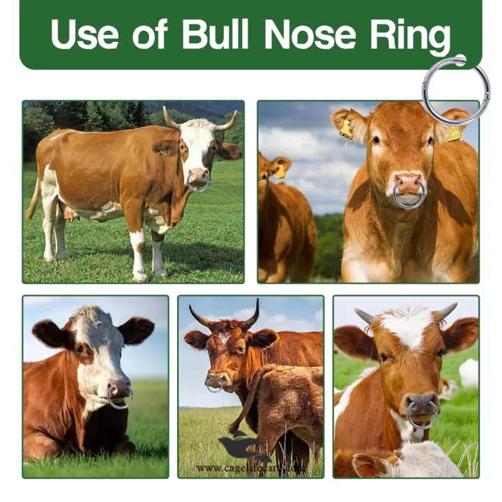 Stainless%20Steel%203.5%20inches%20Bull%20Nose%20Ring%20for%20Cattle%20%E2%80%93%20Livestock%20Control%20Tool%20-%20Image%204