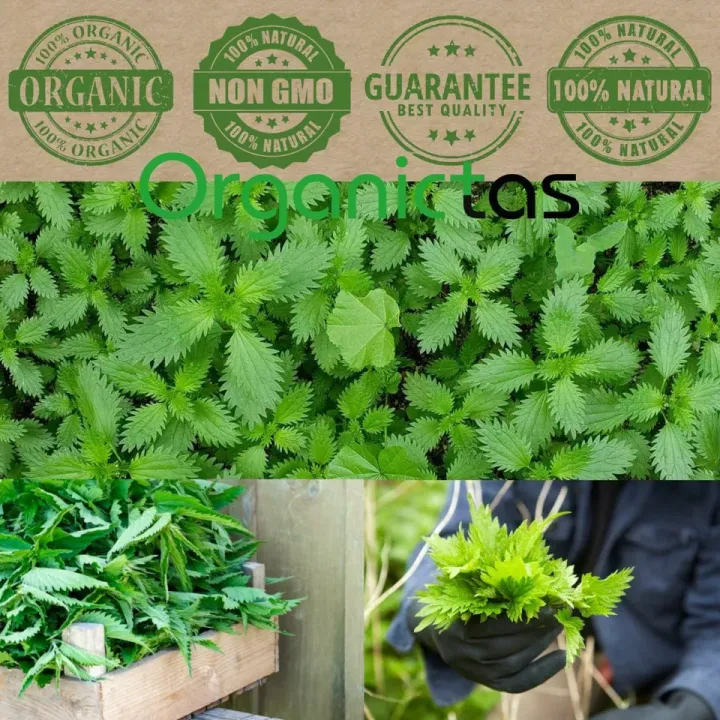 Organic%20NETTLE%20LEAF%20Herbal%20Tea%20Dried%20Cut%20100g%20Premium%20Quality%20-%20Image%205