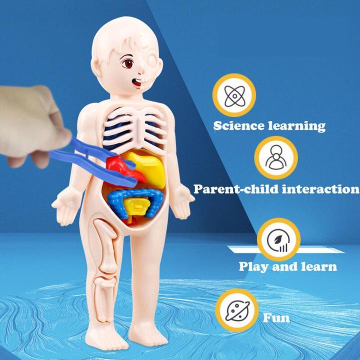 Kid Montessori 3D Puzzle Human Body Anatomy Model Educational Learning ...