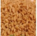 Gandum - Wheat 1-KG / گندم. 