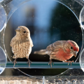 Window Bird Feeders with Strong Suction Cups Birds Feeder for Outside Bird House with 2 Compartment Removable Tray. 