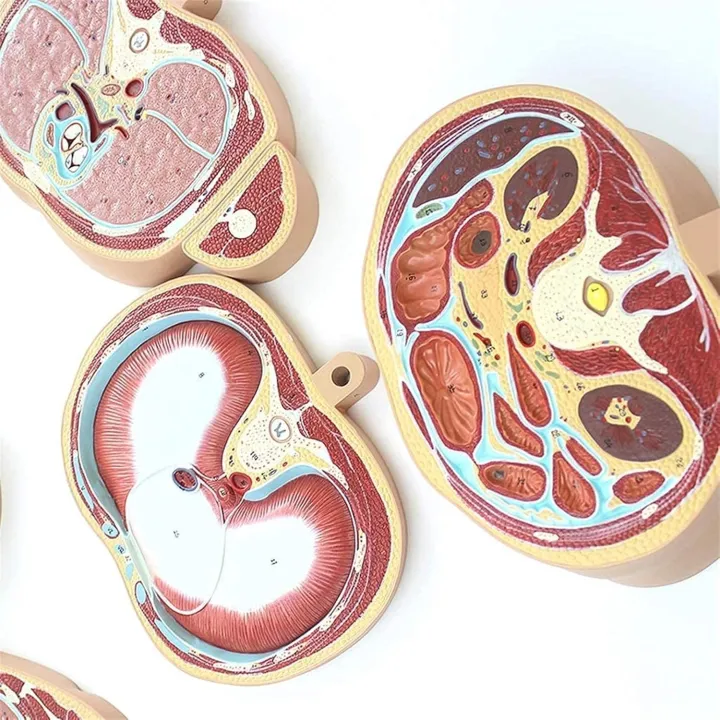 22%20Parts%20Horizontal%20Cut%20Transverse%20Model%20-%20Human%20Torso%20Anatomy%20Model%20-%20Human%20Body%20Section%20Anatomy%20Model%20%7C%20Cross%20Sectional%20Torso%20Anatomy%20-%20Image%207