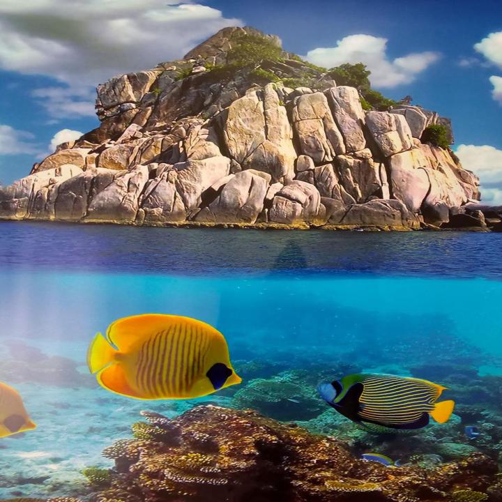 PVC Double Side Aquarium Background size 1.5x4 feet Poster Decoration Fish Tank Wall Lanscaping Decorative Background Poster