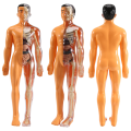 3D Human Body Anatomy Model Plastic DIY Skeleton Science Aids Toys. 