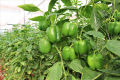 Capsicum (Shimla Mirch) / Sweet Pepper Kitchen Gardening Vegetable Seeds. 