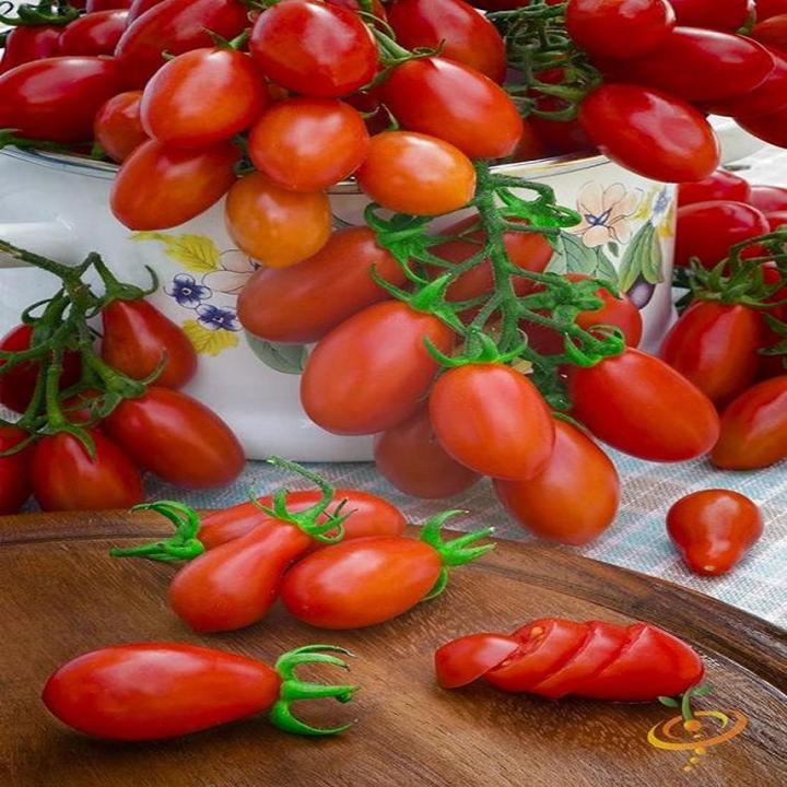 Roma Tomato Vegetable Seeds 25 Kg Production Per Plant